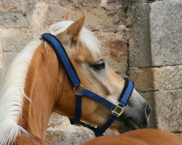 dressage horse Starboy (Haflinger, 2004, from Stahlemann) dressage horse Starboy (Haflinger, 2004, from Stahlemann)
