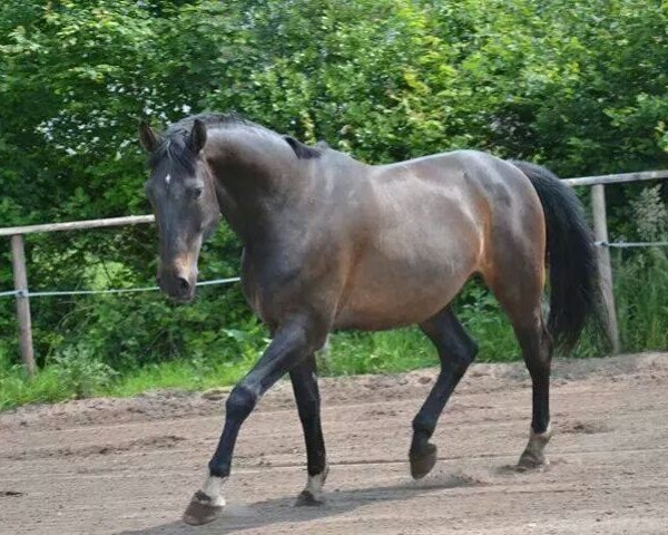Pferd Clinton 70 (Oldenburger, 2000, von Clintino)