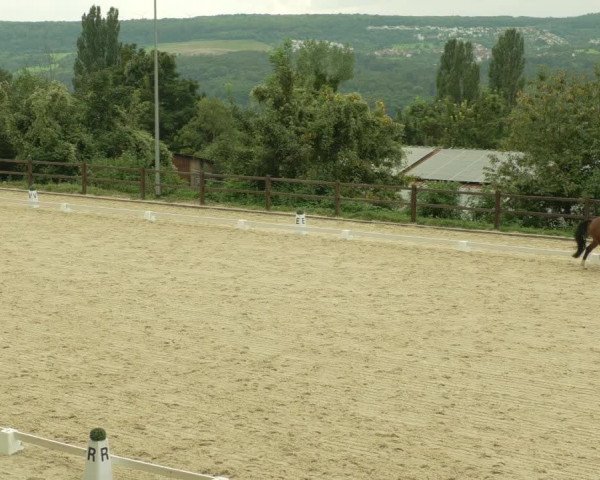 Dressurturnier Bübinger Hof 2021