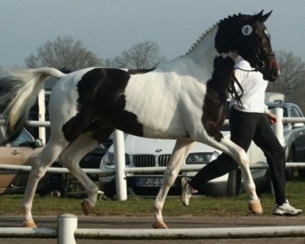 stallion Love for you (Dance 4 You) (KWPN (Royal Dutch Sporthorse), 2008, from Lord Leatherdale) stallion Love for you (Dance 4 You) (KWPN (Royal Dutch Sporthorse), 2008, from Lord Leatherdale)