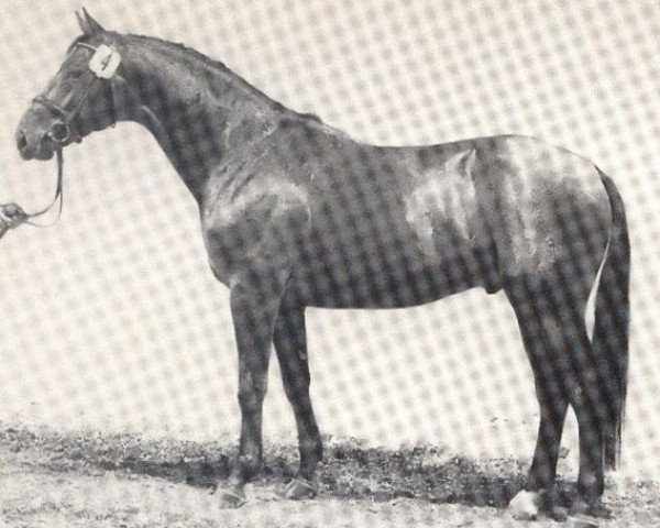 Pferd Feldberg (Westfale, 1979, von Frühlingsball)