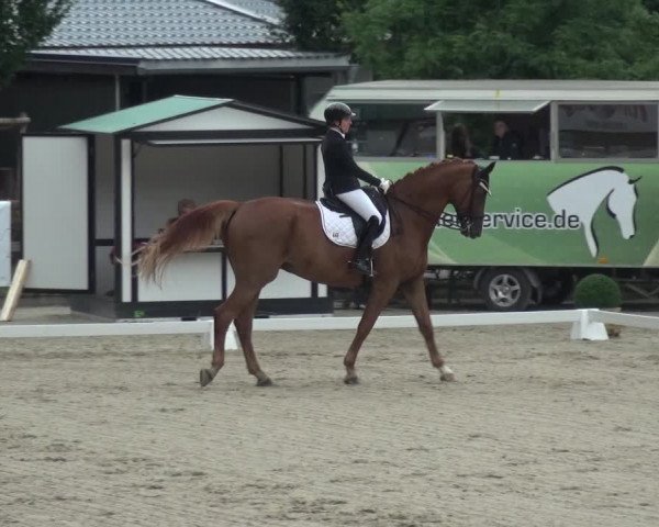 Reitsport Festival am Gut Jagenberg - Solingen 2021