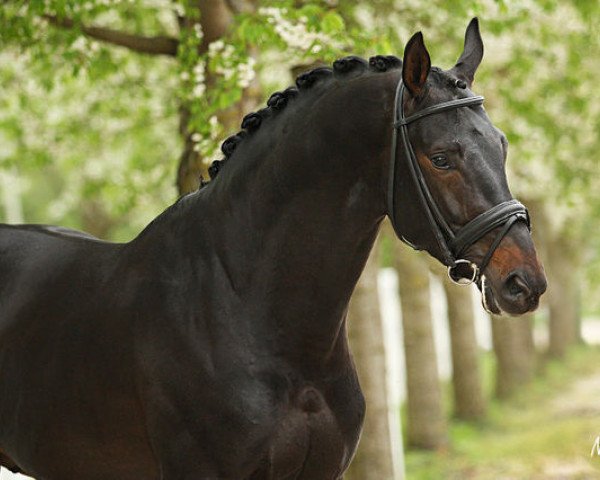 horse Sir Amour (Oldenburg, 2008, from San Amour I)