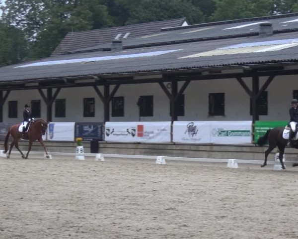 Reitsport Festival am Gut Jagenberg - Solingen 2021
