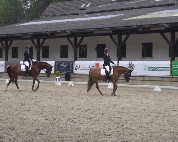 Reitsport Festival am Gut Jagenberg - Solingen 2021