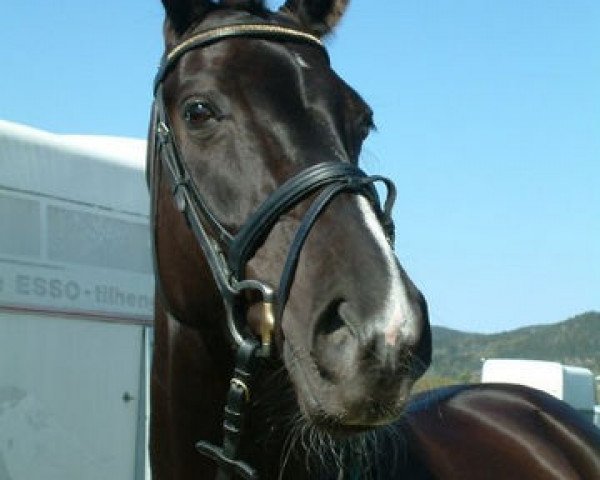 horse Future Vision (Westphalian, 2004, from Future)