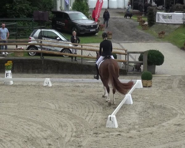 Reitsport Festival am Gut Jagenberg - Solingen 2021