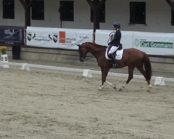 Reitsport Festival am Gut Jagenberg - Solingen 2021