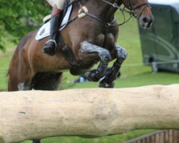 horse Goodwins Reef (Irish Sport Horse, 2002, from Ghareeb xx)