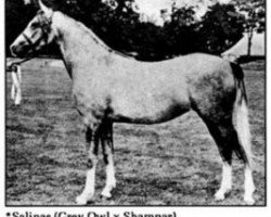 broodmare Salinas ox (Arabian purebred, 1947, from Grey Owl 1934 ox)