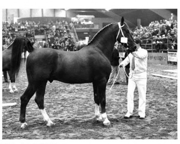Deckhengst Unitas (Dutch Harness Horse/Tuigpaard, 1978, von Hoogheid) Deckhengst Unitas (Dutch Harness Horse/Tuigpaard, 1978, von Hoogheid)