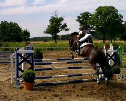 jumper Prinz von Bärenklau (Haflinger Mix, 2002)