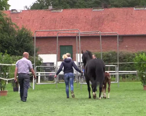 Stuten- und Fohlenschau Steinhagen 2018