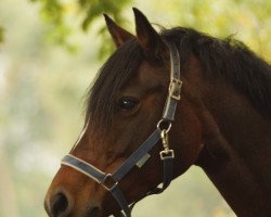 broodmare Kaylady (German Riding Pony, 2002, from Friedrichshof Kaisergun)