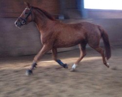 jumper Concetta (Oldenburg show jumper, 2010, from Concetto)