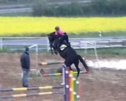 jumper Sheikira Wayne (Zweibrücken, 2009, from Sheitan D)