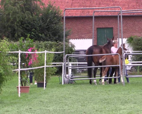 Stuten- und Fohlenschau Steinhagen 2018
