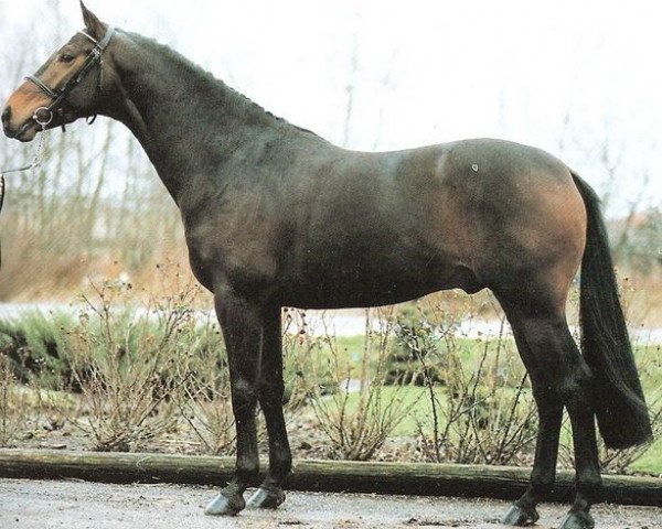 stallion Festival (KWPN (Royal Dutch Sporthorse), 1987, from Saros xx) stallion Festival (KWPN (Royal Dutch Sporthorse), 1987, from Saros xx)