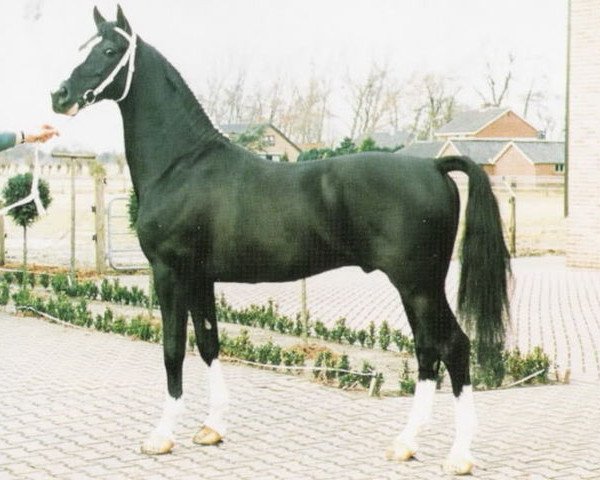 Deckhengst Droomwals (KWPN (Niederländisches Warmblut), 1985, von Waterman) Deckhengst Droomwals (KWPN (Niederländisches Warmblut), 1985, von Waterman)