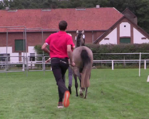 Stuten- und Fohlenschau Steinhagen 2018