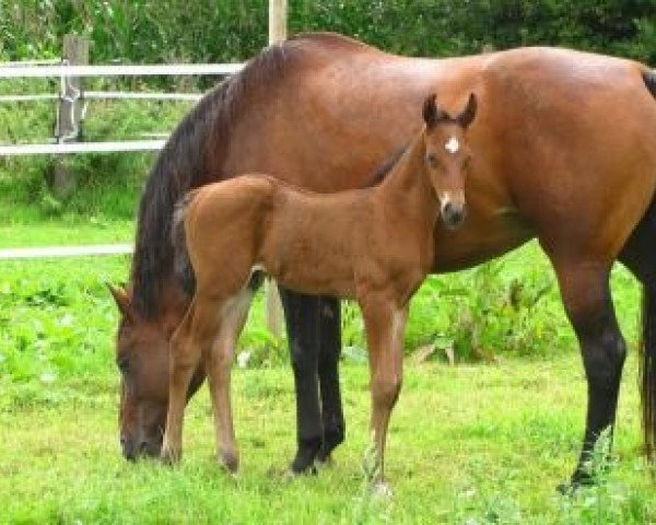 stallion Clearwater (Bavarian, 2013, from Clearline Z) stallion Clearwater (Bavarian, 2013, from Clearline Z)