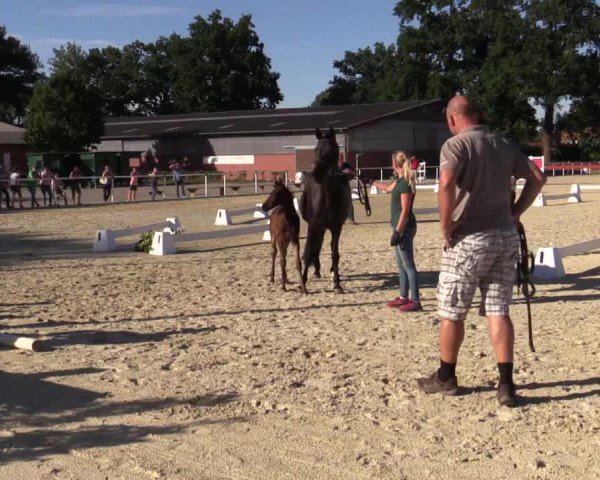 Stuten- und Fohlenschau Ennigerloh 2018