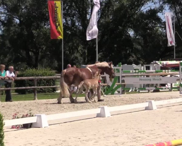 Stuten- und Fohlenschau Detmold 2018