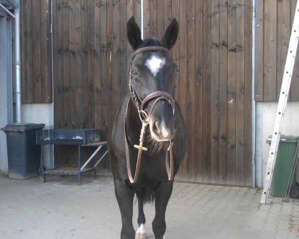 dressage horse Rubin Noir 7 (Oldenburg, 2002, from Rubin Magic)