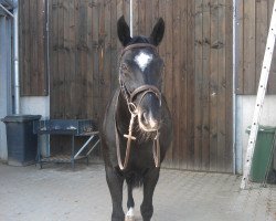dressage horse Rubin Noir 7 (Oldenburg, 2002, from Rubin Magic)