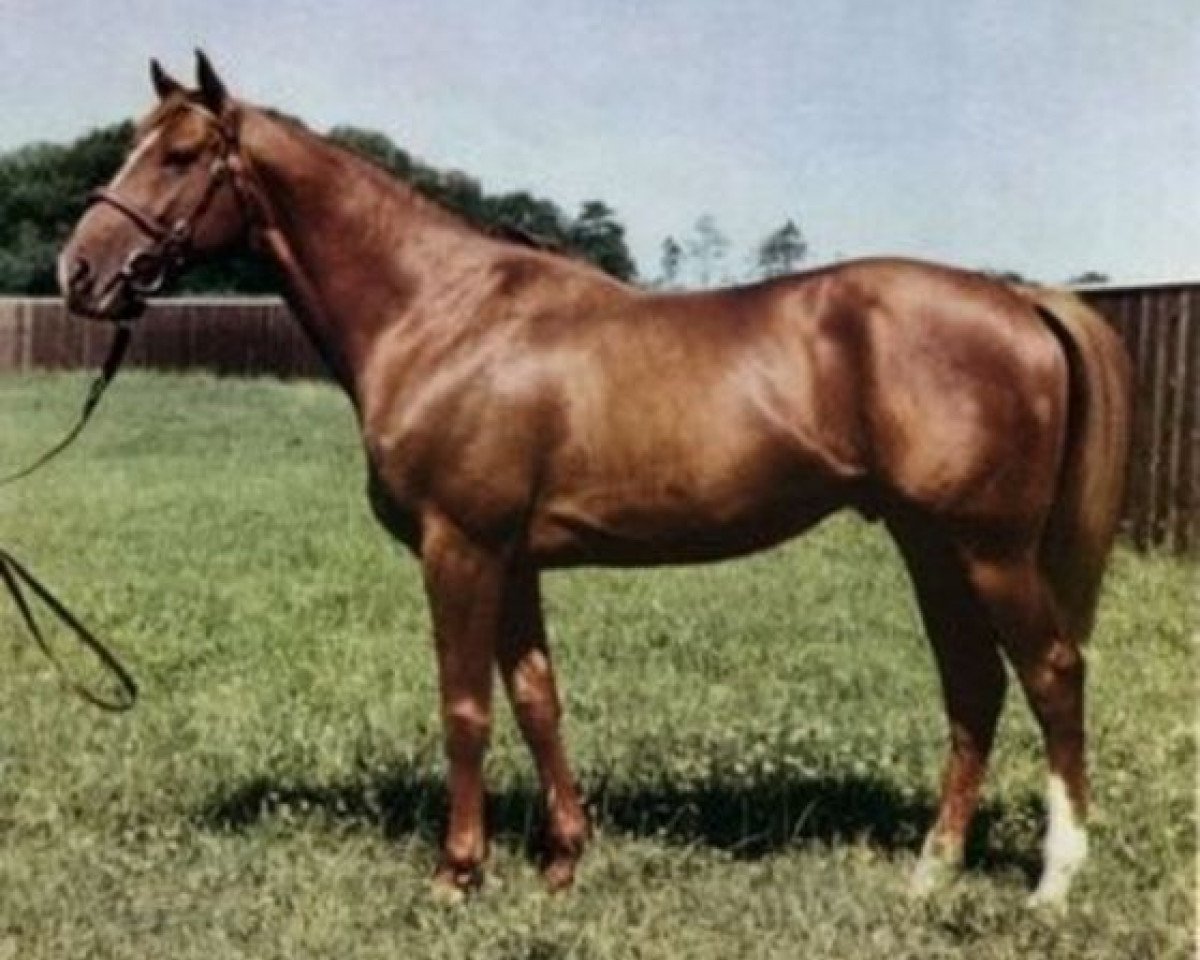 stallion Pardao xx (Thoroughbred, 1958, from Pardal xx)