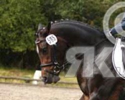 jumper Prestiege (Westphalian, 2010, from FS Pour l'Amour)