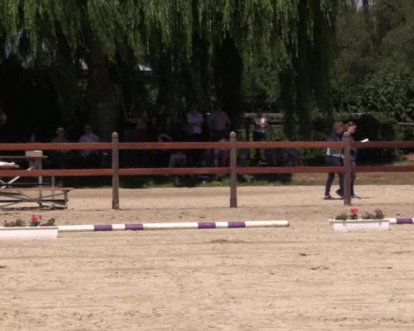 Stuten- und Fohlenschau Herbern 2018