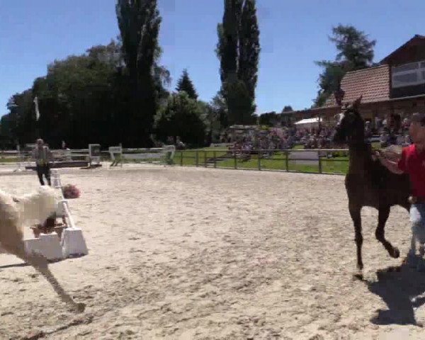 Stuten- und Fohlenschau Detmold 2018