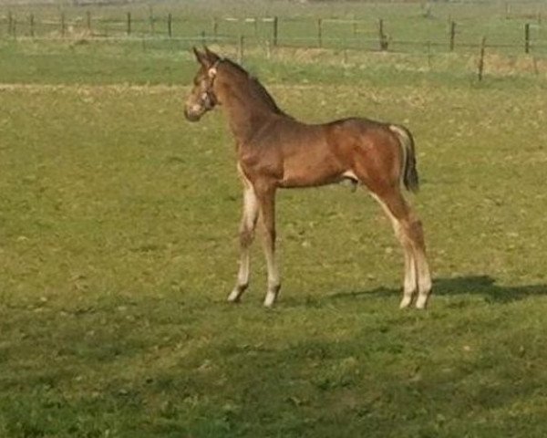 horse Heaven (KWPN (Royal Dutch Sporthorse), 2012, from Apache)