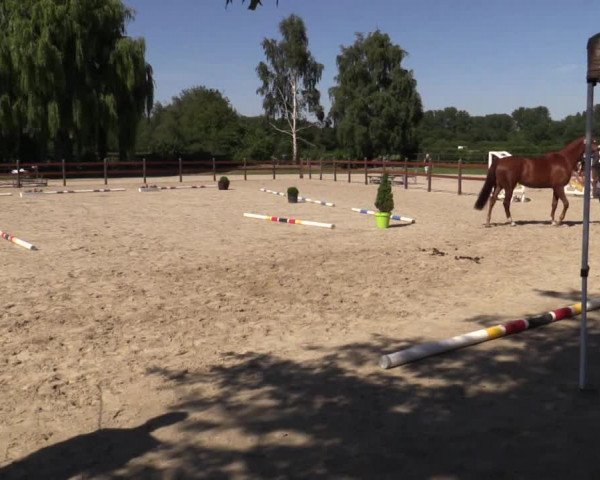 Stuten- und Fohlenschau Herbern 2018
