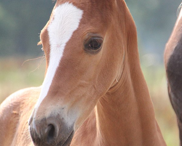 horse Liebe Susi (Arab half breed / Partbred, 2014, from Leonardo da Vinci AA)