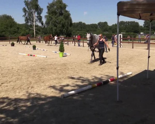 Stuten- und Fohlenschau Herbern 2018