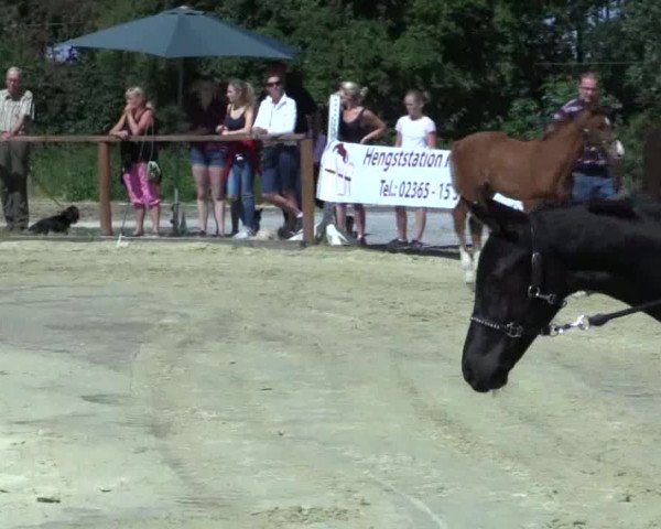 Stuten- und Fohlenschau Marl 2018
