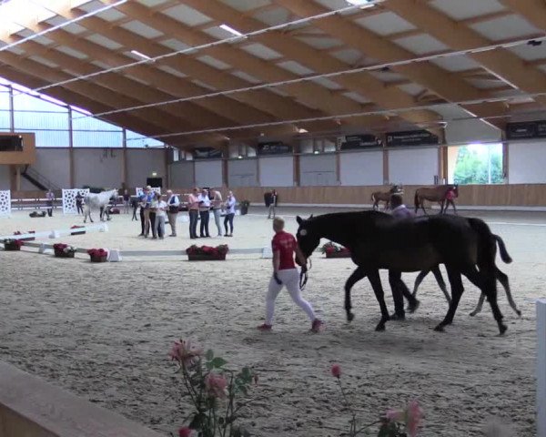 Stuten- und Fohlenschau Riesenbeck-Hörstel 2018