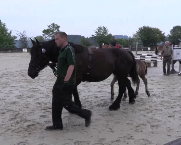 Stuten- und Fohlenschau Eslohe-Schwartmecke 2018