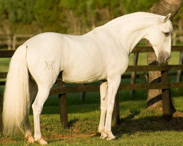 Deckhengst Dardo II (Lusitano, 1985, von Zimbro II)