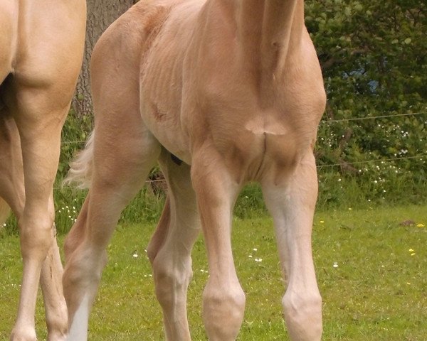 horse Little Herzi (German Riding Pony, 2014, from Leonardo da Vinci AA)