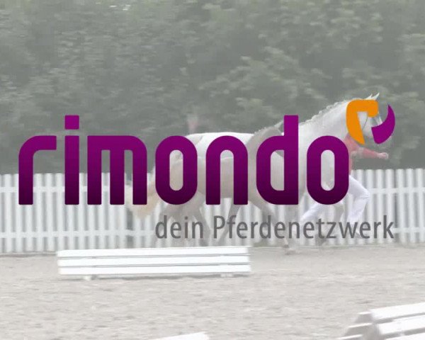 Handorfer-Kleinpferdetag 2018