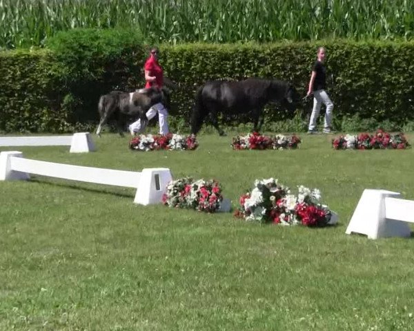 Handorfer-Kleinpferdetag 2018