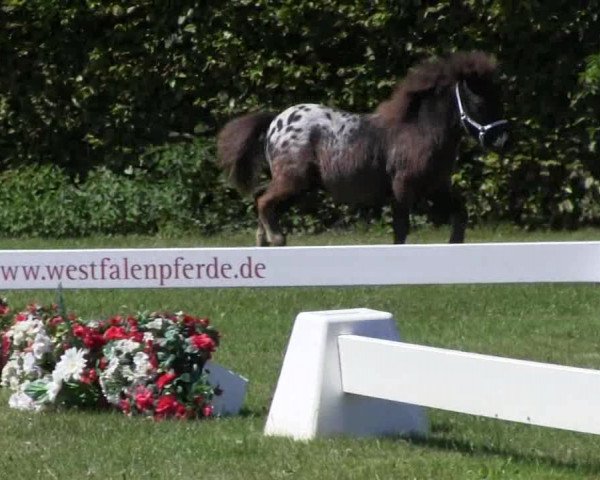Handorfer-Kleinpferdetag 2018