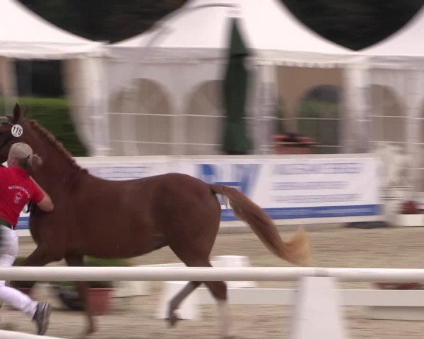 51. Westfälische Eliteschau - Reitpony- und Kleinpferdestuten