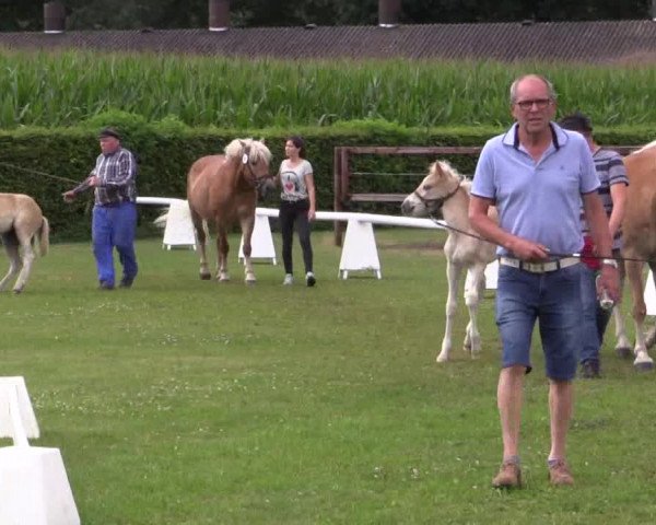 Stuten- und Fohlenschau Münster-Handorf 2018