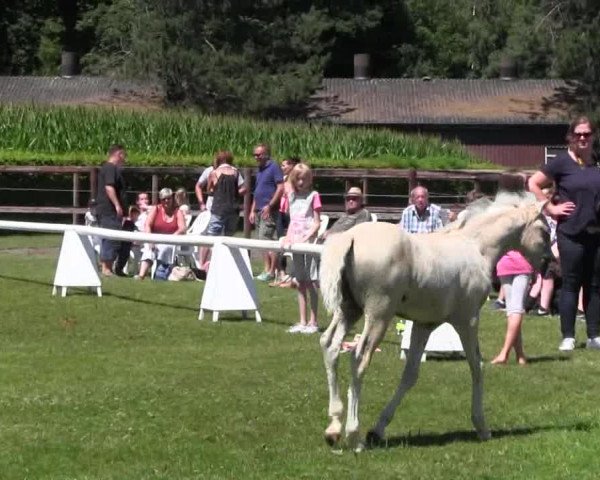 Handorfer-Kleinpferdetag 2018