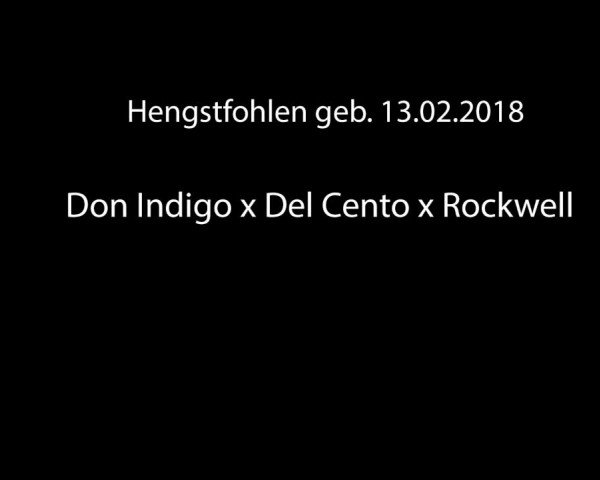 Fohlenpräsentation Hengststation Rüscher-Konermann 2018