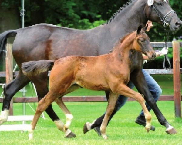 horse Heideröschen (Oldenburg, 2014, from Herbstkönig 2)